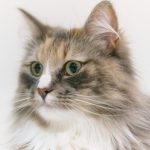 Thumbnail of post image 062